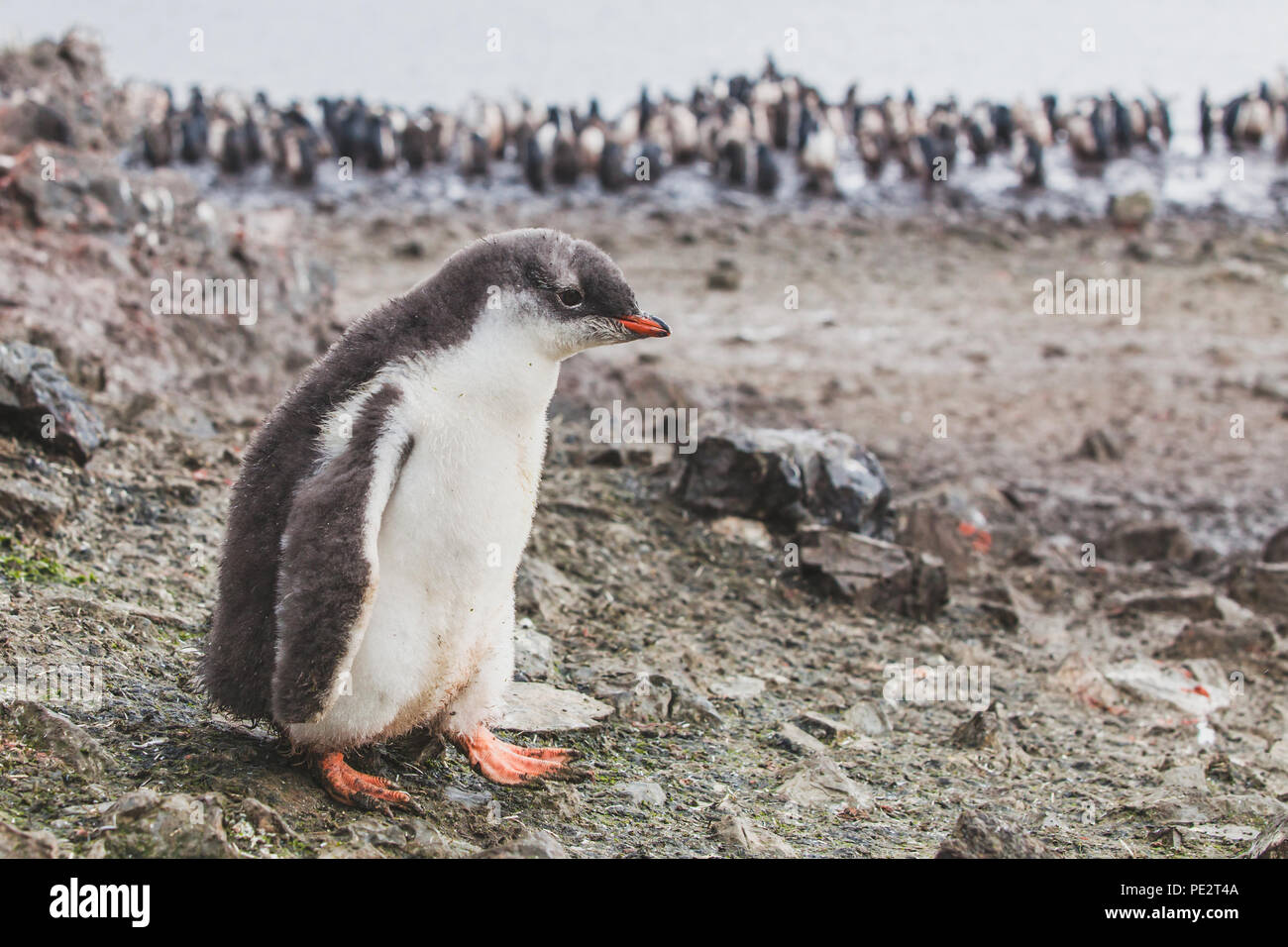 Chic de pingüinos gentoo en la Antártica, lindo bebé animales, aves de las Islas Shetland del Sur Foto de stock