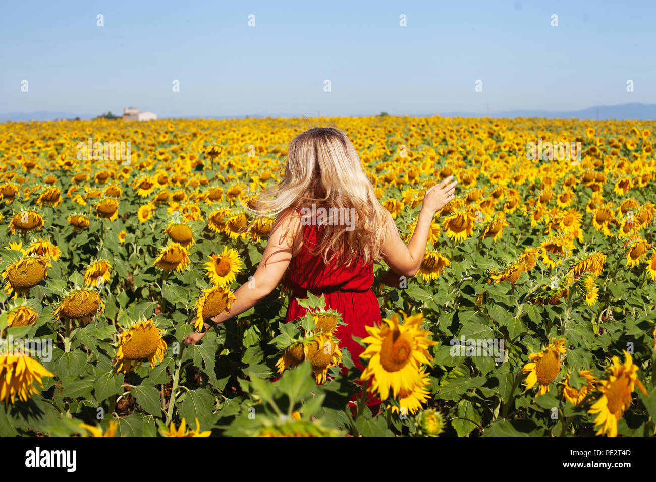 Mujer feliz en verano, campo de girasol disfrutando de la vida, belleza natural Foto de stock