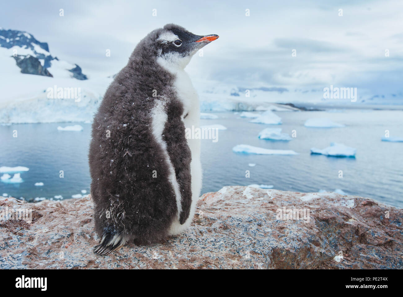 Pingüinos en la Antártida, el Antarctic naturaleza paisajes salvajes Foto de stock