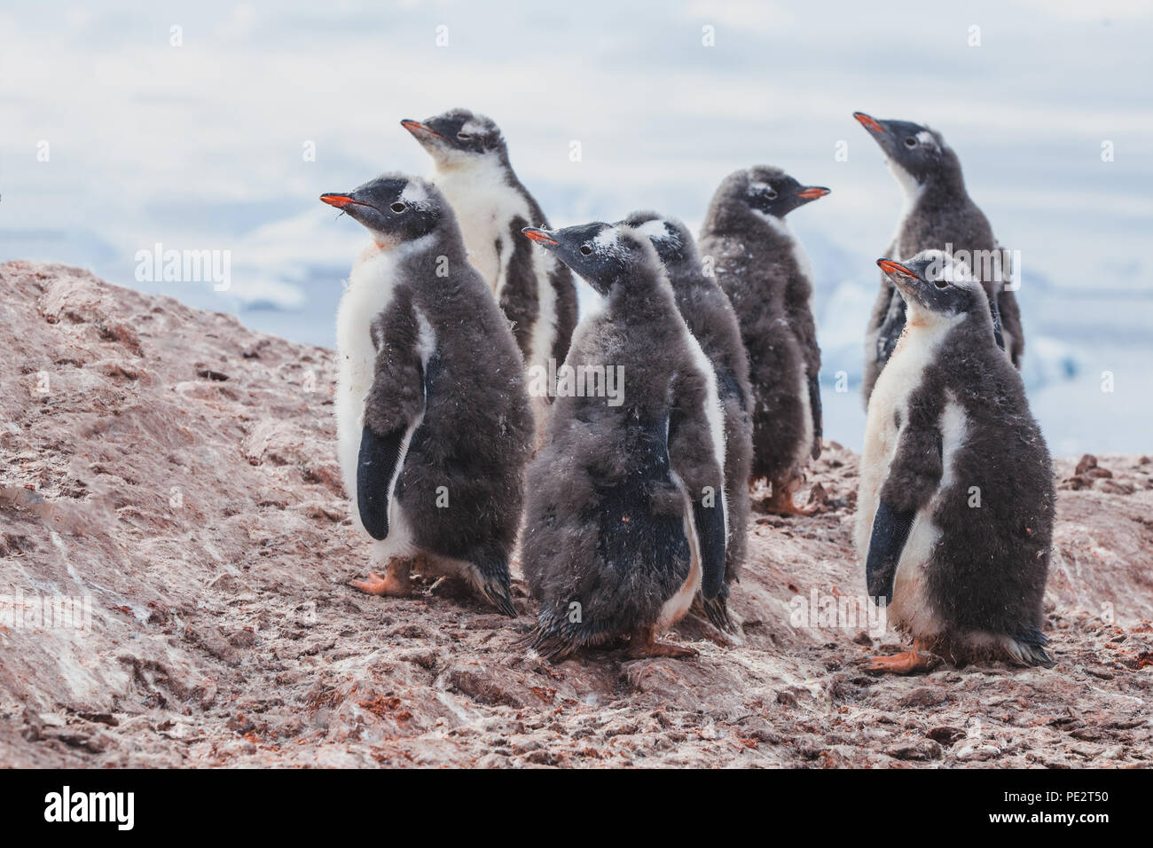 Molting bebé pingüinos gentoo, grupo de jóvenes de aves marinas en la Antártida, naturaleza fauna antártica Foto de stock