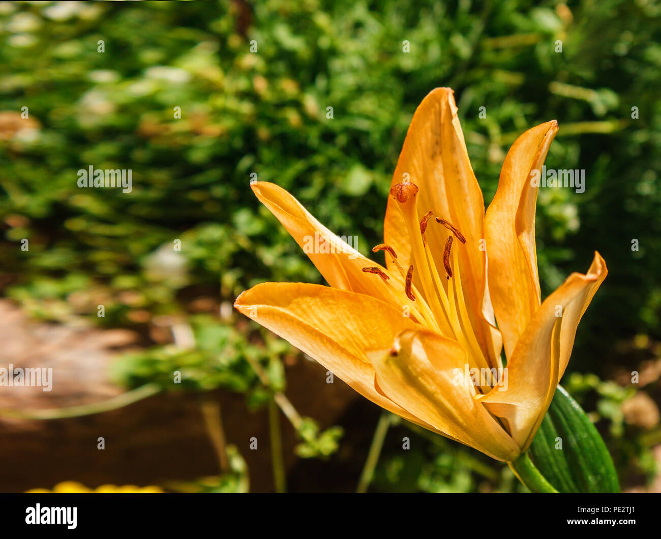 La cabeza de la flor lirio amarillo anaranjado en el jardín en un día  soleado de verano closeup Fotografía de stock - Alamy