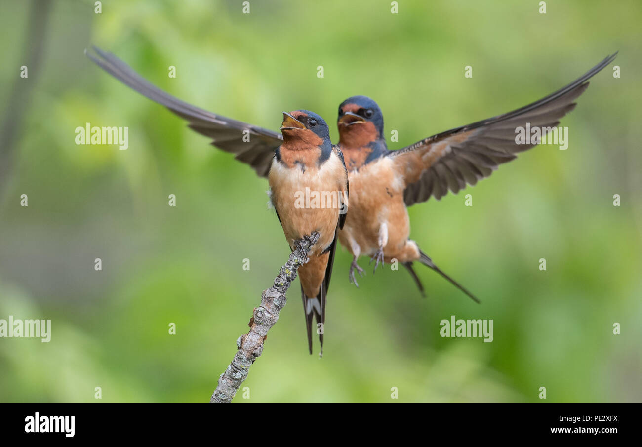 Canto del pájaro Golondrina Foto de stock