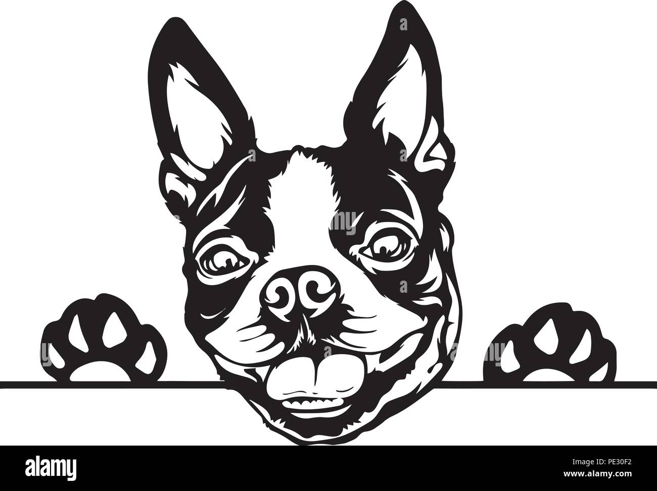 dibujo de cara de boston terrier