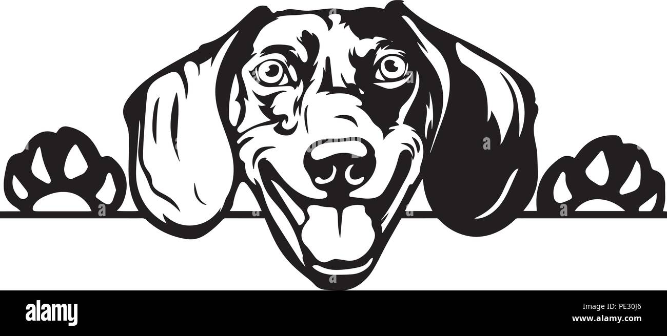 Teckel raza de perro mascota cachorro la cara de la cabeza aislada Imagen  Vector de stock - Alamy