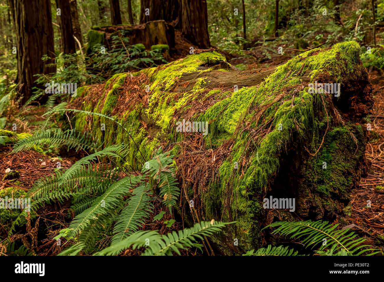 Tronco de árbol de musgo y helechos entre las secoyas gigantes el bosque de secuoyas en California Foto de stock