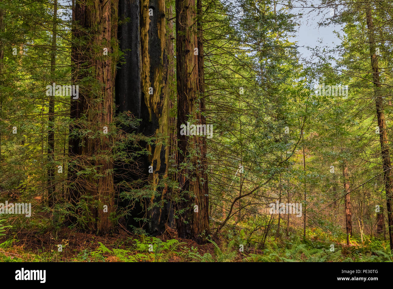 Secoyas Gigantes y un pedacito de cielo azul en el bosque de secuoyas en California Foto de stock