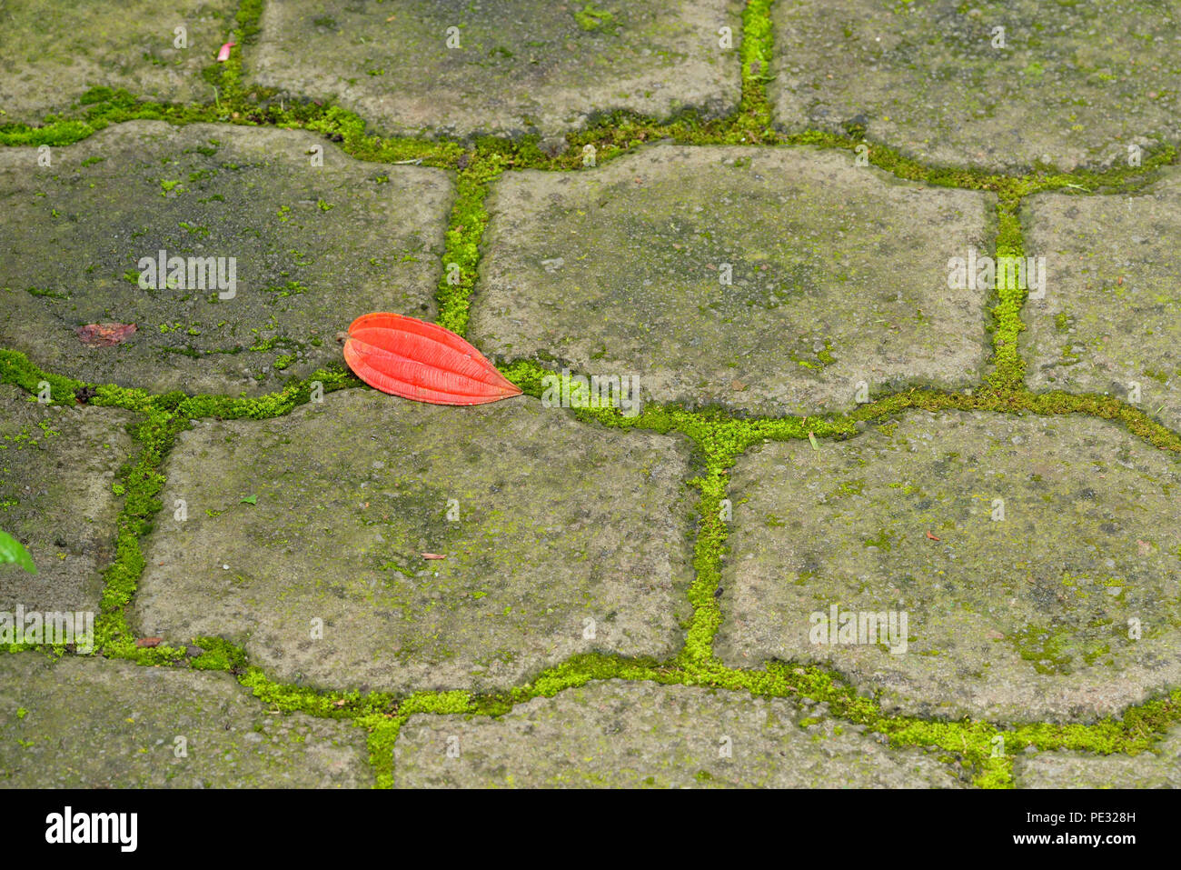 Jardín botánico de Quito- hoja caído sobre una pasarela, Quito, Pichincha, Ecuador Foto de stock