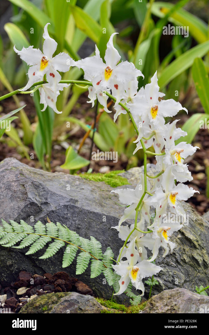 Las orquídeas tropicales en flor, jardines botánicos de Quito, Quito, Pichincha, Ecuador Foto de stock