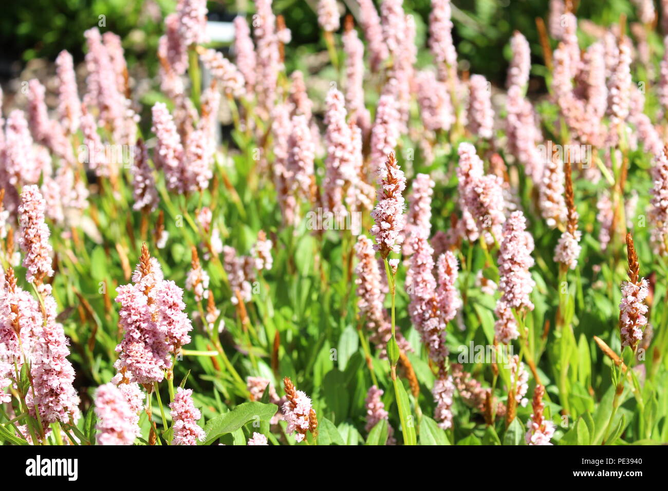 Cerrar fotografía de hermosas delicadas flores de color rosa púrpura pálido, persicaria affinis, profundidad de campo Foto de stock