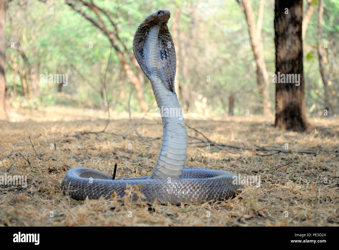 Los Reptiles en la naturaleza Foto de stock