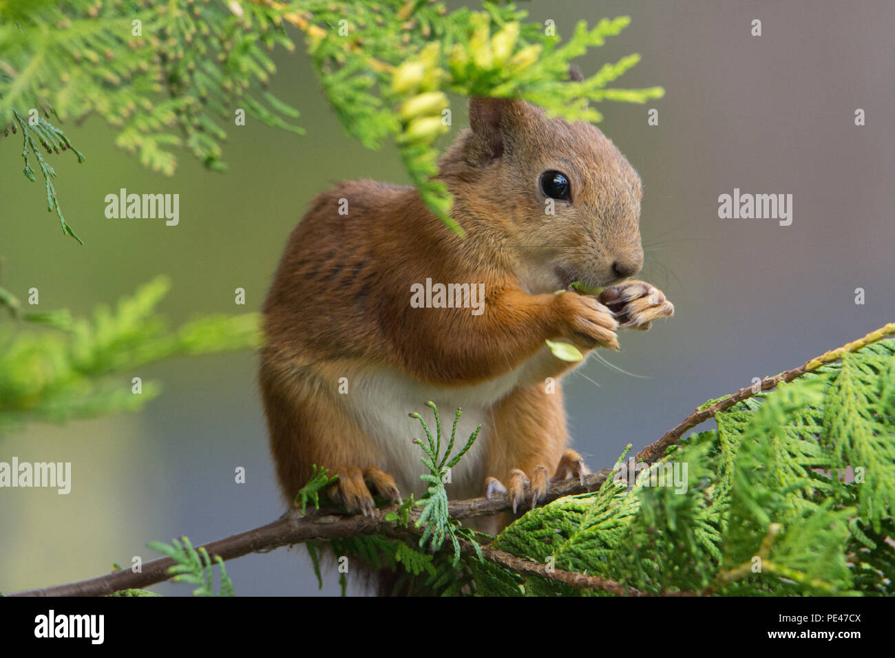 Ardilla roja (Sciurus vulgaris). Hyvinkää, Finlandia. Foto de stock
