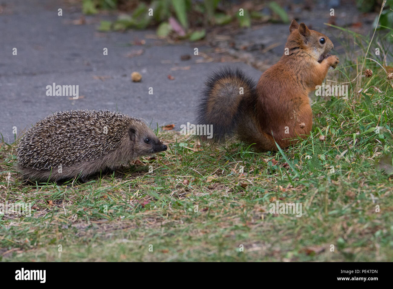 Erizo encuentros juveniles ardilla roja. Hyvinkää, Finlandia Foto de stock