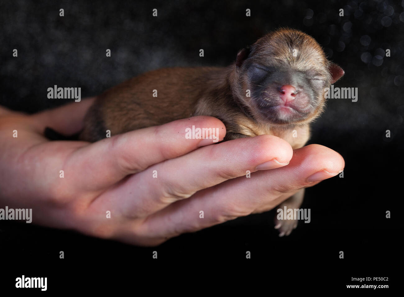 Cachorro de Pomerania del recién nacido en la mano Fotografía de stock -  Alamy
