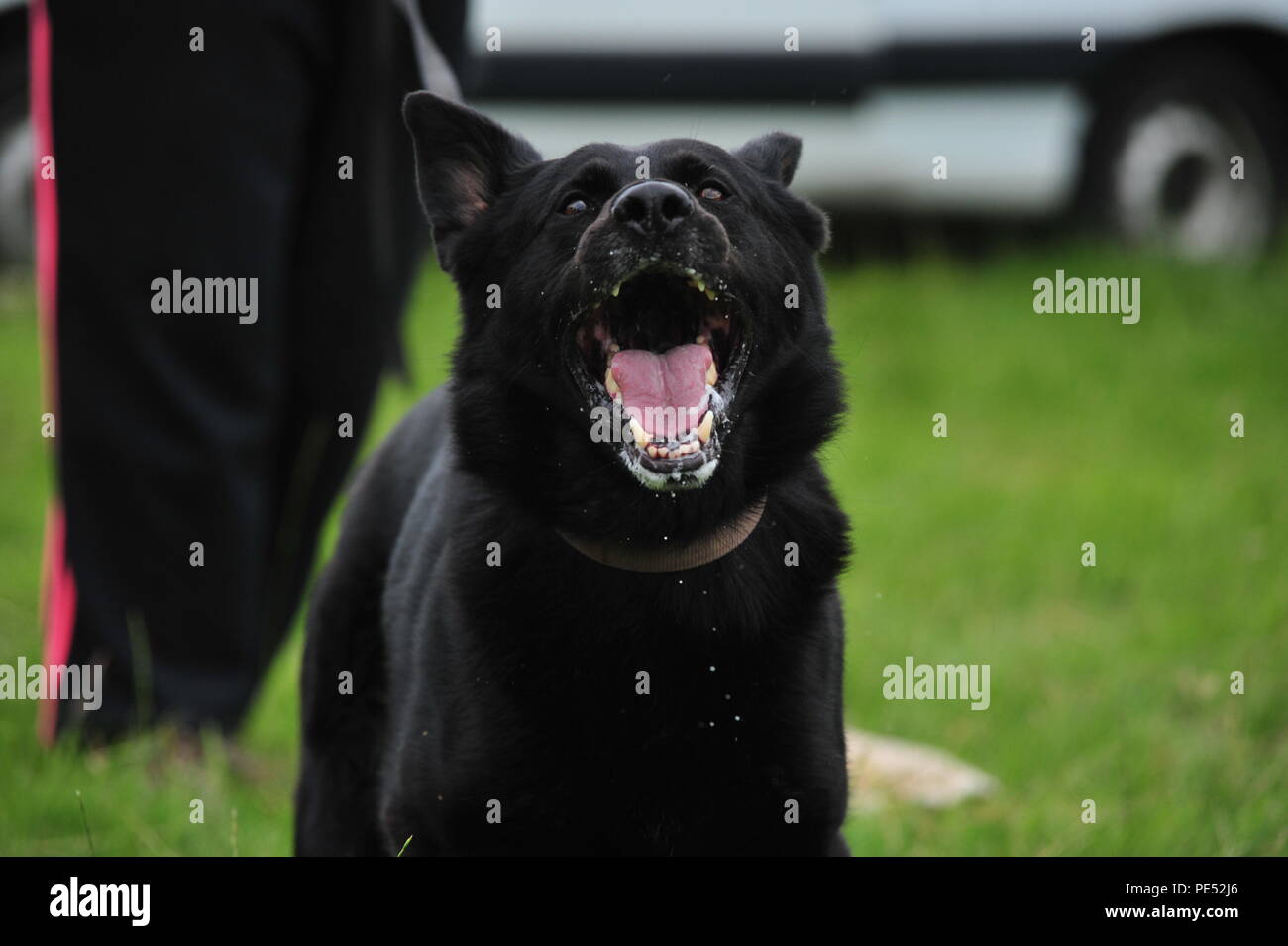 Enojado perro pastor alemán Foto de stock
