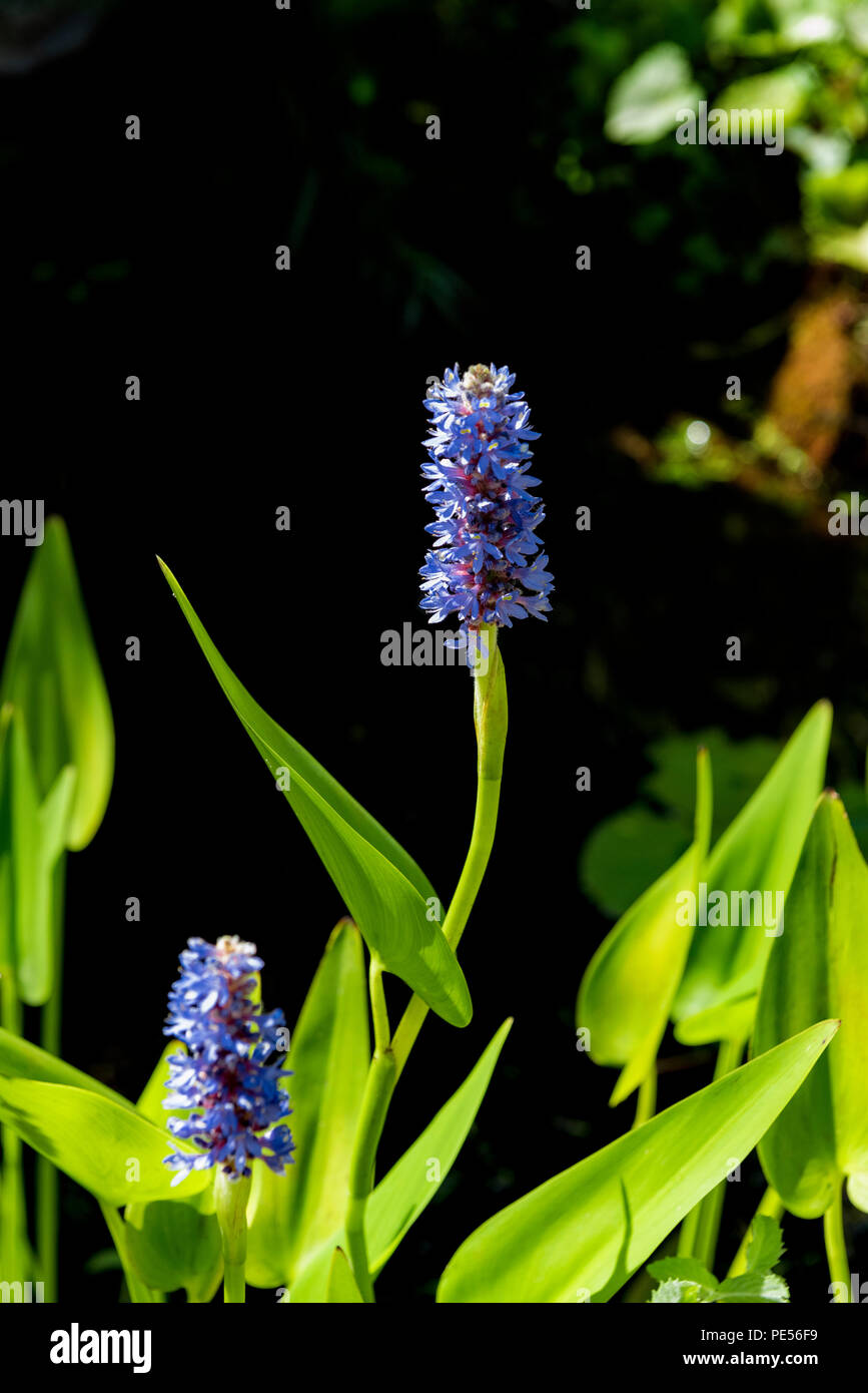Pontederia cordata, pickerel weed, azul flowr plantas acuáticas. Foto de stock