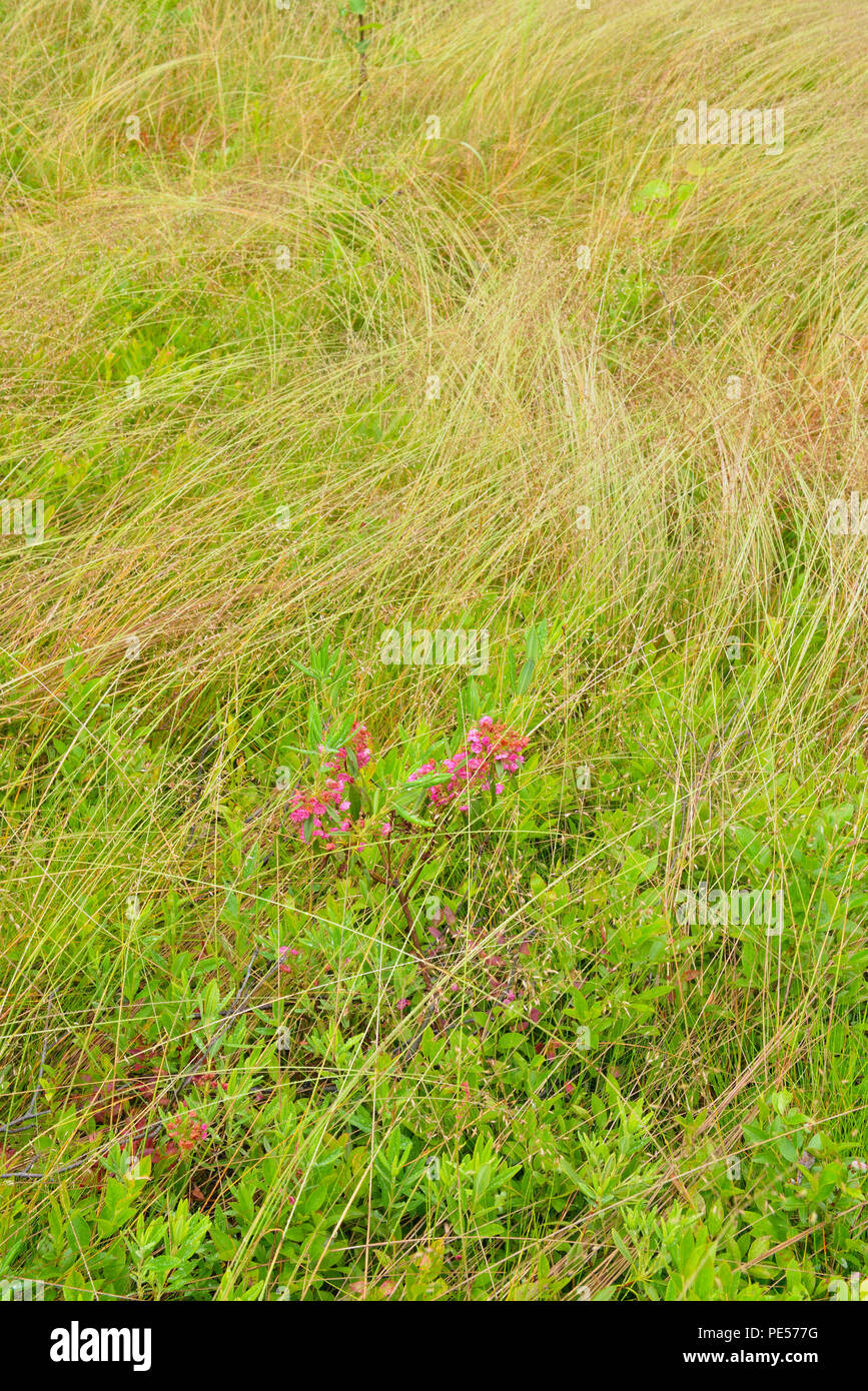 Brachyelytrum erectum shorthusk barbudo (hierba) colonia con gotas de lluvia y floración, ovejas laurel arbusto, mayor en Sudbury, Ontario, Canadá Foto de stock