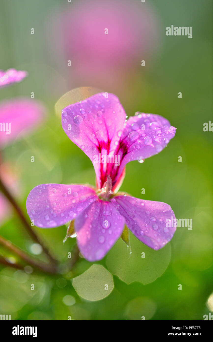 Jardín geranio flores con gotas de lluvia, mayor en Sudbury, Ontario, Canadá Foto de stock