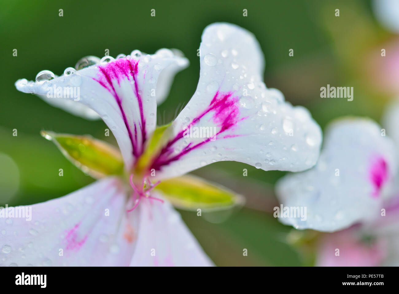 Jardín geranio flores con gotas de lluvia, mayor en Sudbury, Ontario, Canadá Foto de stock