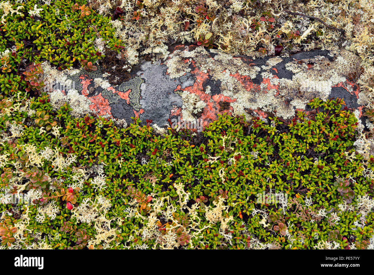 Tundra Barrenground con brezos, líquenes y rocas, paraíso ártico Lodge, Territorio de Nunavut, Canadá Foto de stock