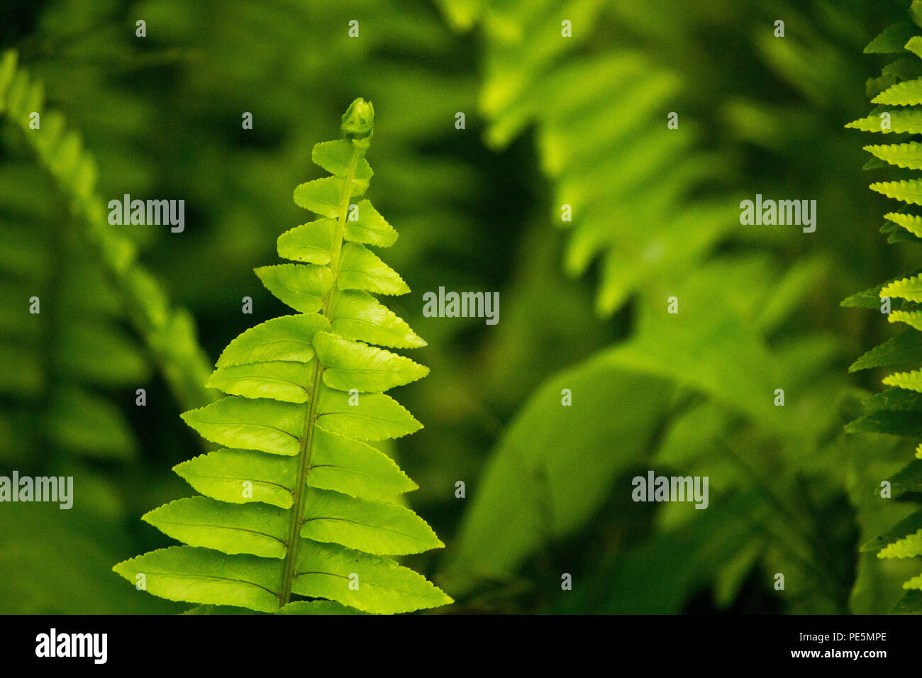 Hermosa flor Foto de stock