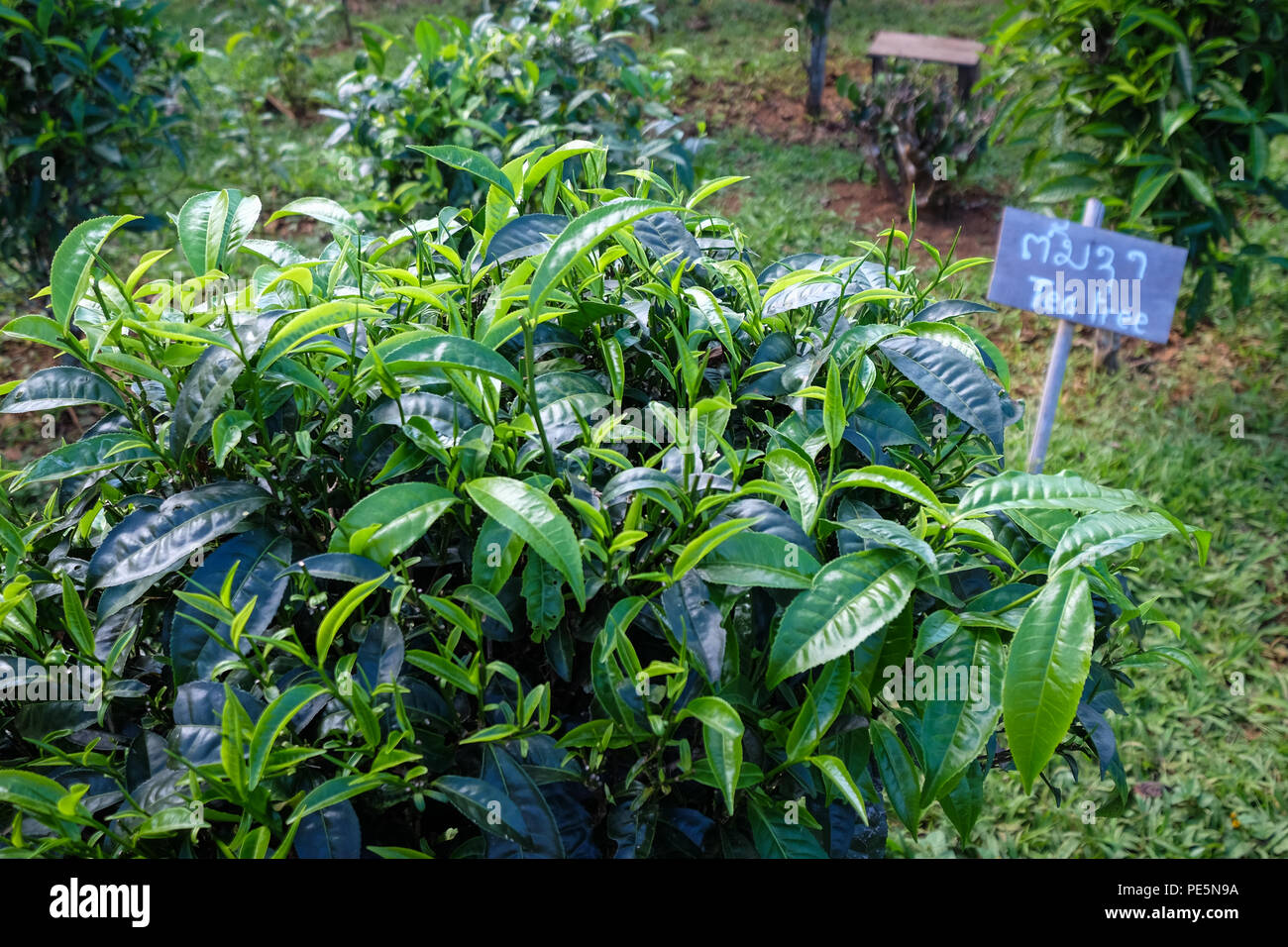 El té es una planta que crece en la meseta de Bolaven, Laos Foto de stock