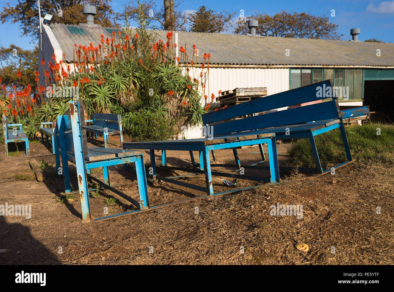 Bancos de madera azul y tabla muy capeado sentados al aire libre junto a un cobertizo en una finca vinícola Foto de stock
