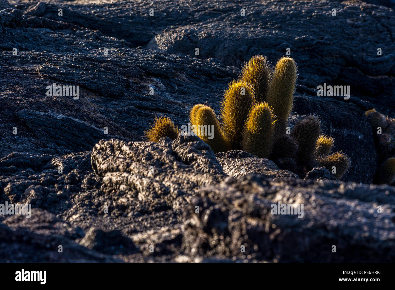 Cactus de lava (Brachycereus nesioticus) colonizador de lava que crece en rocas negras de lava en las Islas Galápagos, Ecuador. Foto de stock