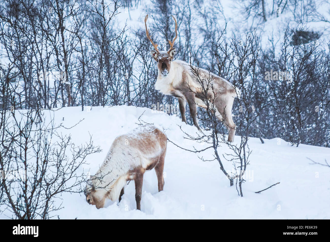 Hembra de renos fotografías e imágenes de alta resolución - Alamy