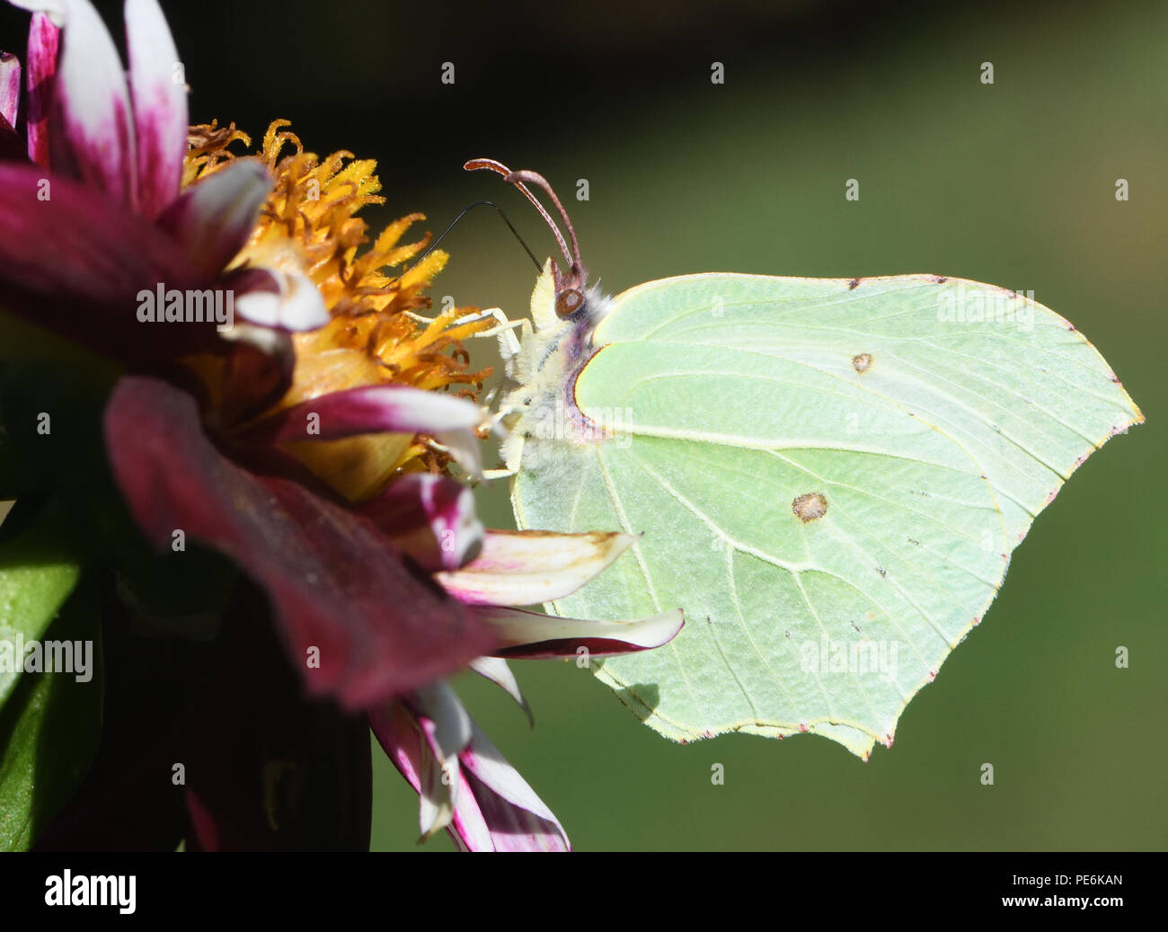 Una hembra Brimstone Butterfly (Gonepteryx rhamni) alimentándose de néctar de una flor abierta dalia. Bedgebury Bosque, Kent, UK. Foto de stock