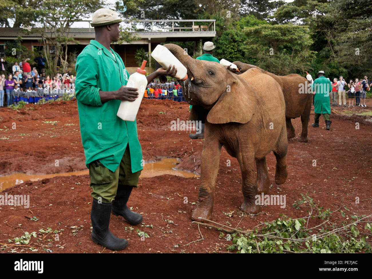 Cuidadores dando leche para bebé huérfano, Elefantes Sheldrick Wildlife Trust, Nairobi, Kenia Foto de stock