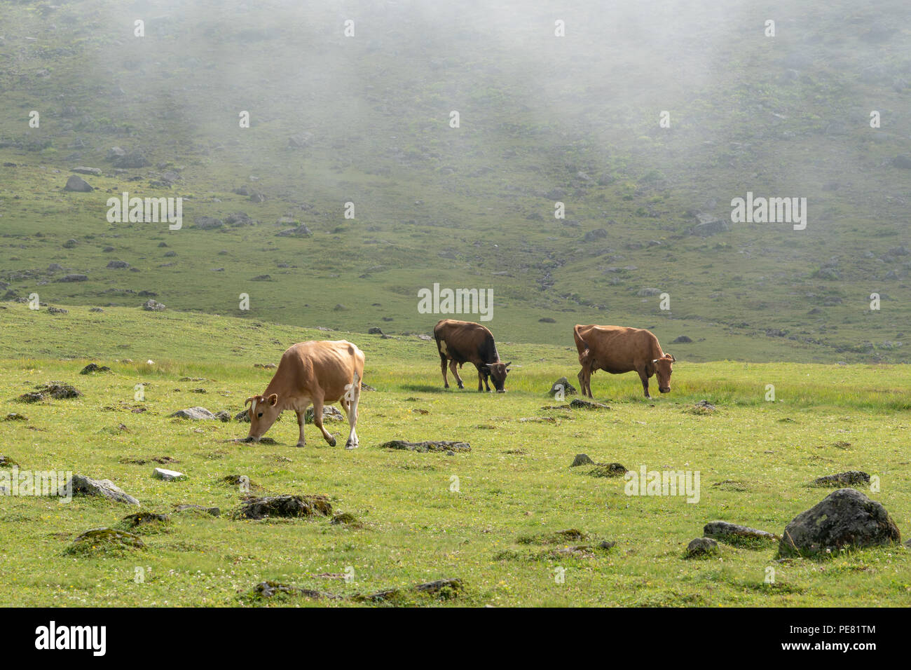 Las vacas que pastan y comiendo hierba en el campo de hierba en las explotaciones con fondo verde en día soleado Foto de stock