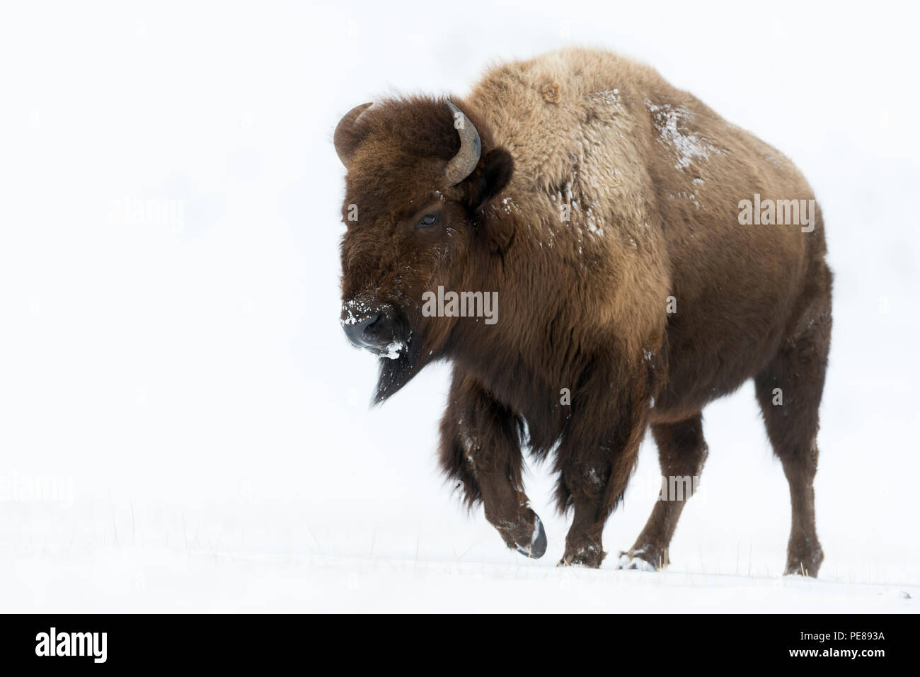 Bisontes americanos / Amerikanischer bisonte (Bison bison ) en invierno, impresionante hembra adulta, caminar a través de la nieve, alta área de Yellowstone, Wyoming, Estados Unidos. Foto de stock