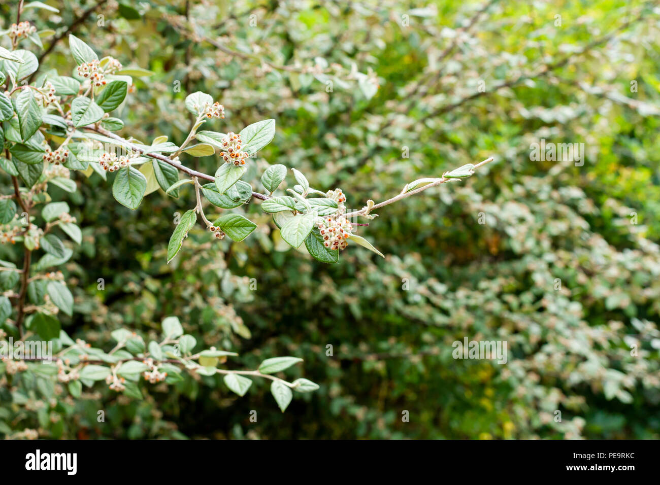 Cotoneaster Hybridus Pendulus árbol en la temporada de verano, en Dorset, Reino Unido Foto de stock