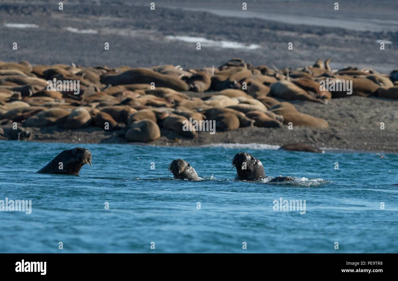 Una familia de morsa nadar en la playa en el mar acrtic Foto de stock