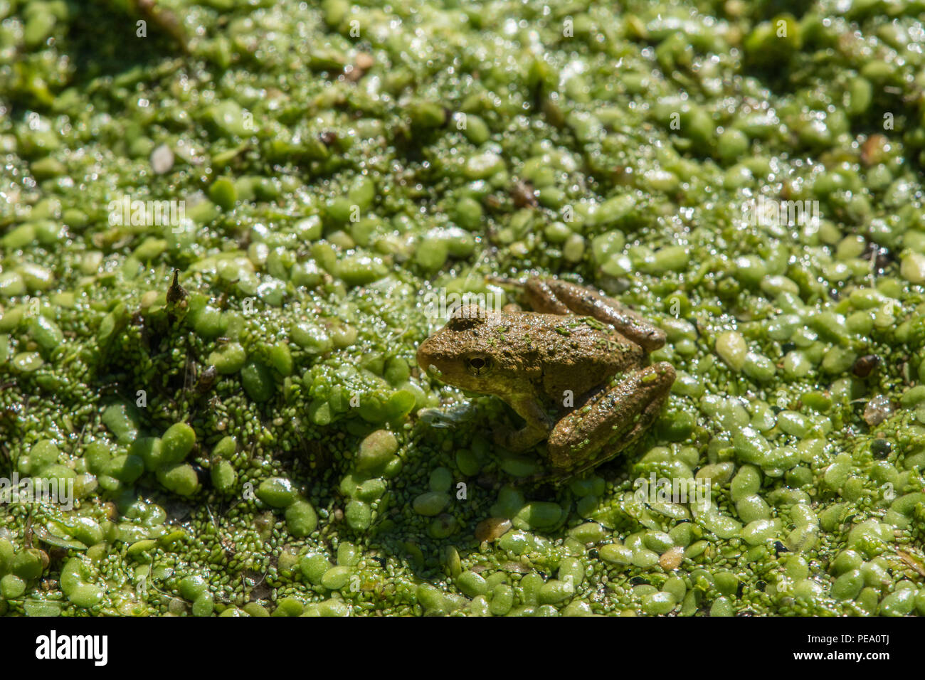 Blanchard's Cricket sapo (Acris blanchardi) de Knox County, Illinois, EE.UU.. Foto de stock