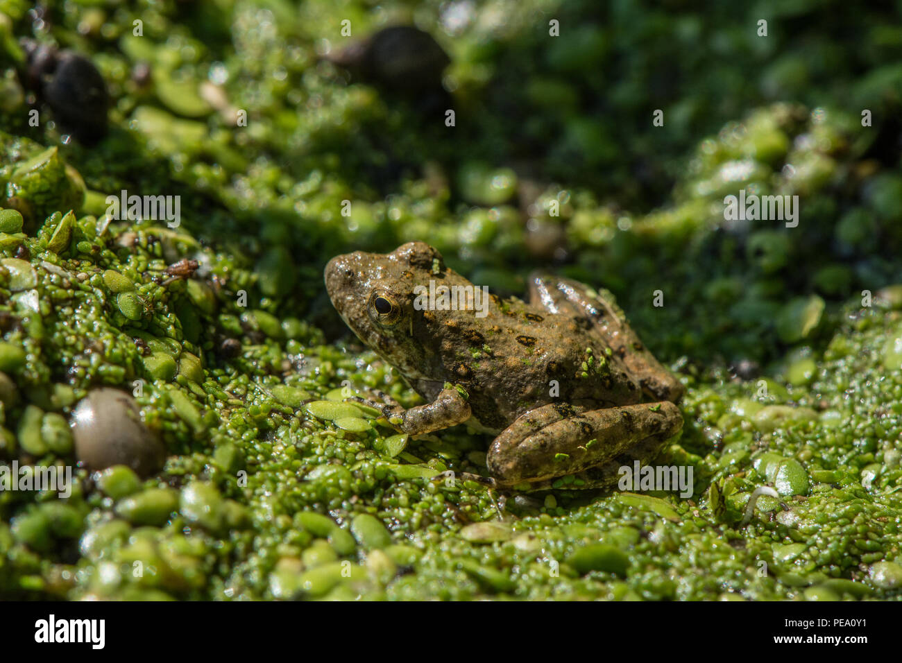 Blanchard's Cricket sapo (Acris blanchardi) de Knox County, Illinois, EE.UU.. Foto de stock