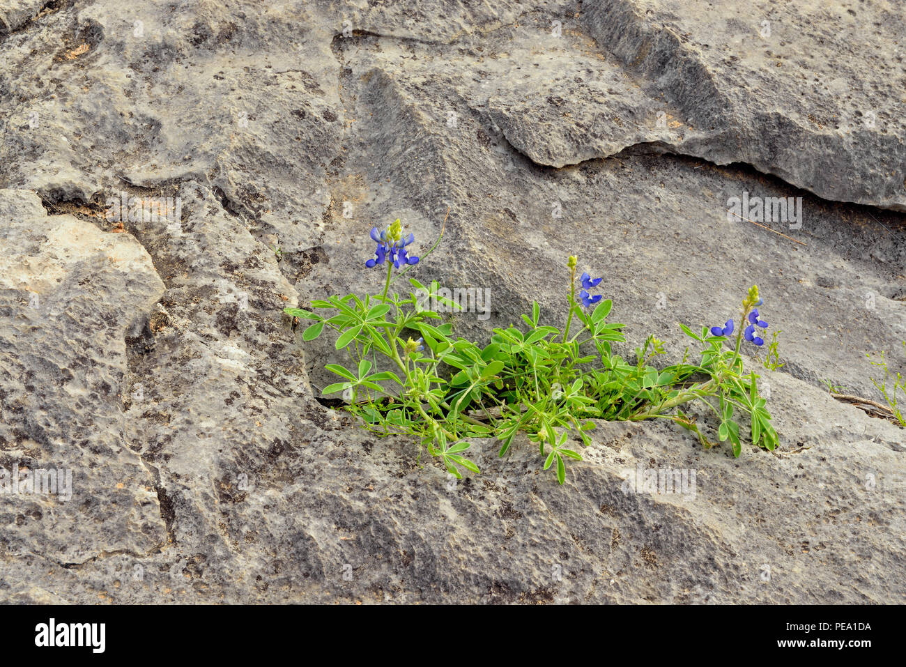 Texas bluebonnet (Lupinus subcarnosus) creciente de afloramiento rocoso Foto de stock