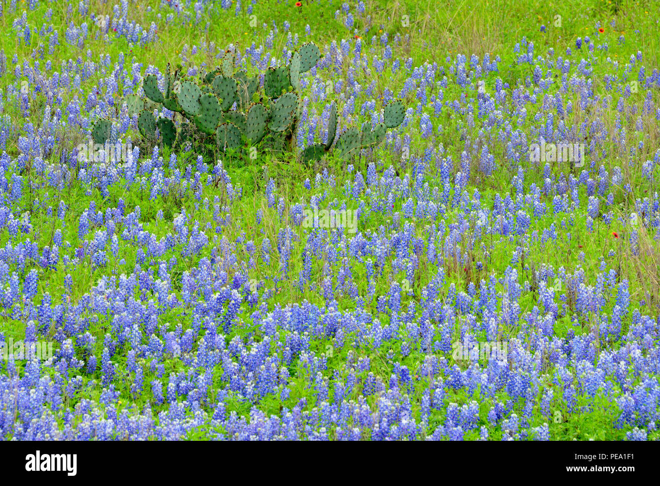 Flores silvestres en la carretera a lo largo de TS 71 SH con bluebonnets y cactus, Llano County, Texas, EE.UU. Foto de stock