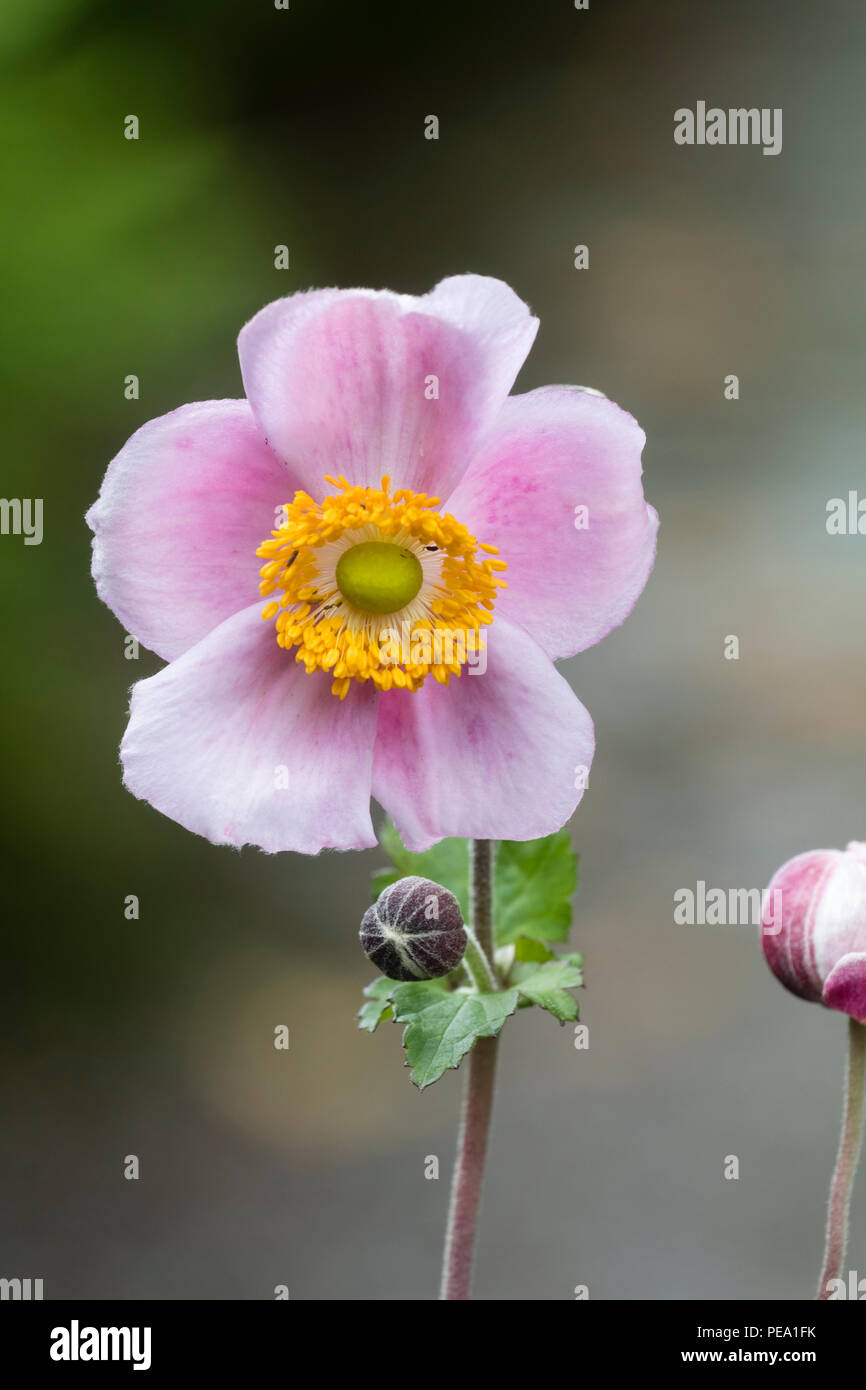 Anémona rosa fotografías e imágenes de alta resolución - Alamy