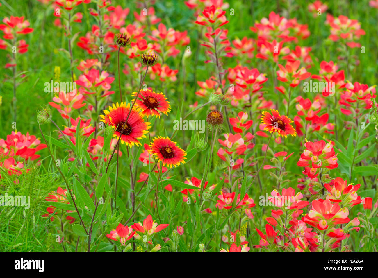 Pincel de Texas (Castilleja indivisa), Marble Falls, Texas, EE.UU. Foto de stock