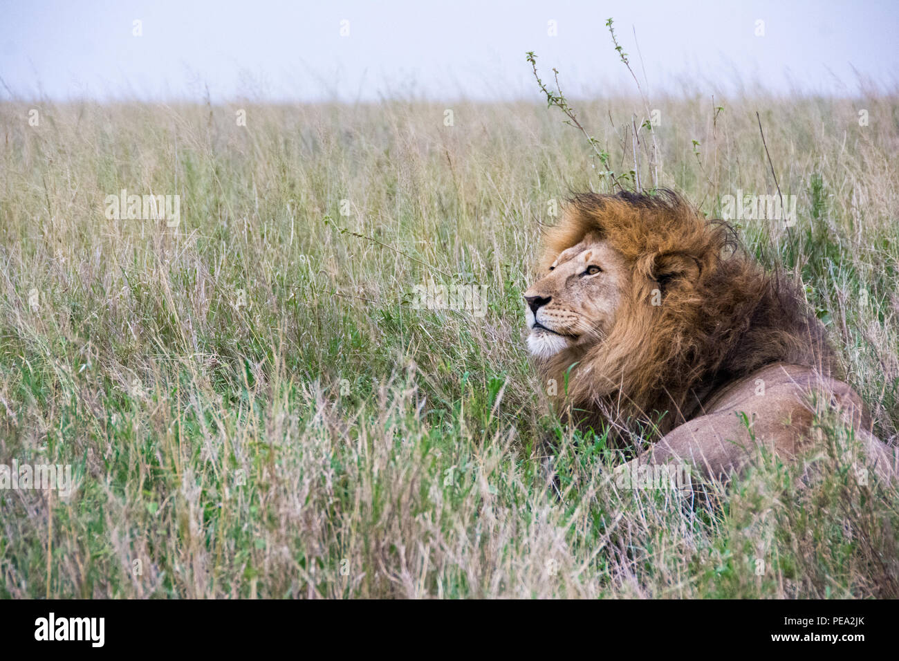 Un león macho protegiendo su territorio profundo en los pastos altos Foto de stock