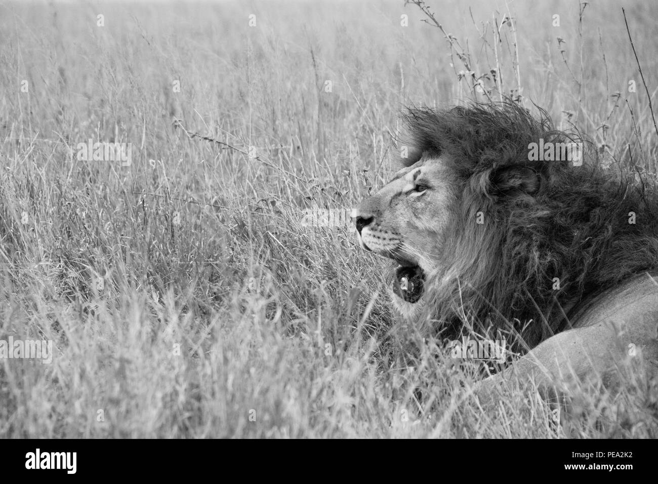 Un bostezo de león macho Foto de stock