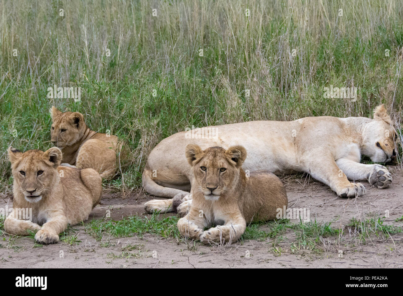 Dos jóvenes cubs sentar junto a su madre en el Parque nacional Serengeti, Tanzania Foto de stock