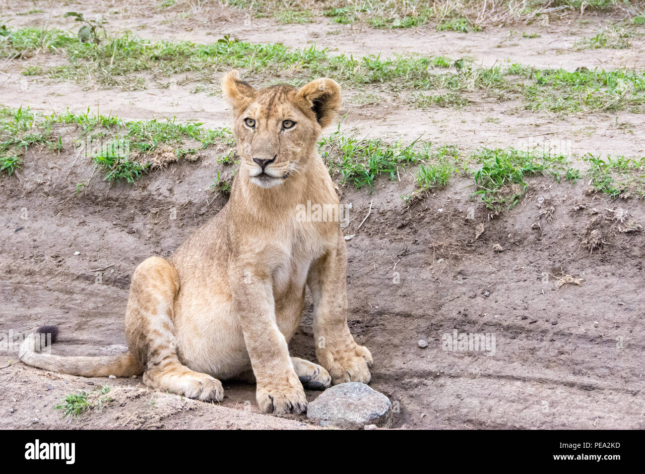 Un cachorro de león sentado junto a la carretera en el Parque nacional Serengeti, Tanzania Foto de stock