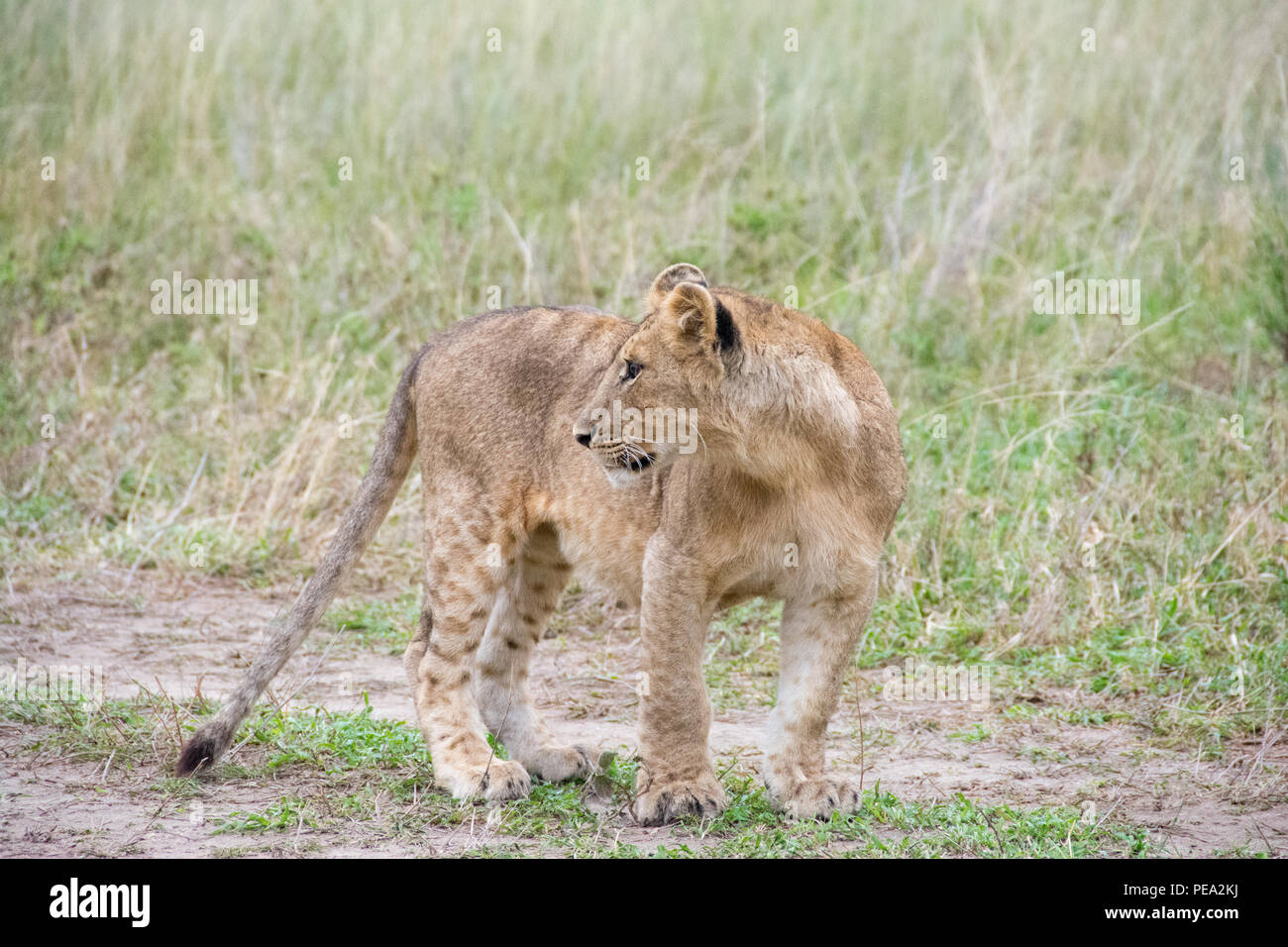Un cachorro de león, mirando hacia una distracción en el Parque nacional Serengeti, Tanzania. Foto de stock