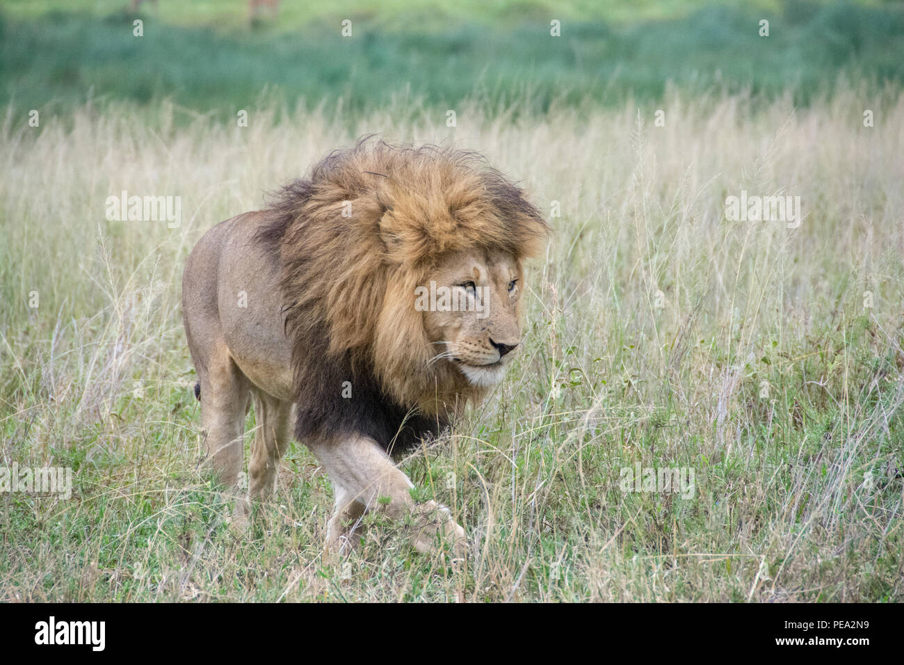 Un león macho caminando para proteger su territorio Foto de stock