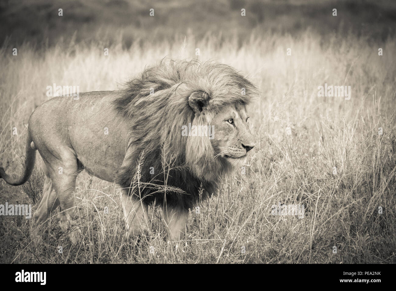 Un león macho caminando en el Parque nacional Serengeti, Tanzania Foto de stock