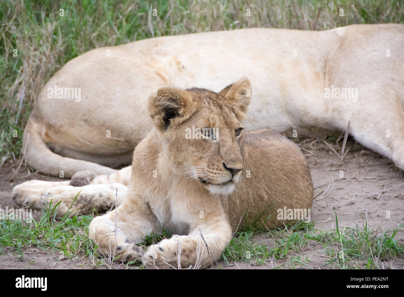 Un joven cachorro de león descansando junto a su madre Foto de stock