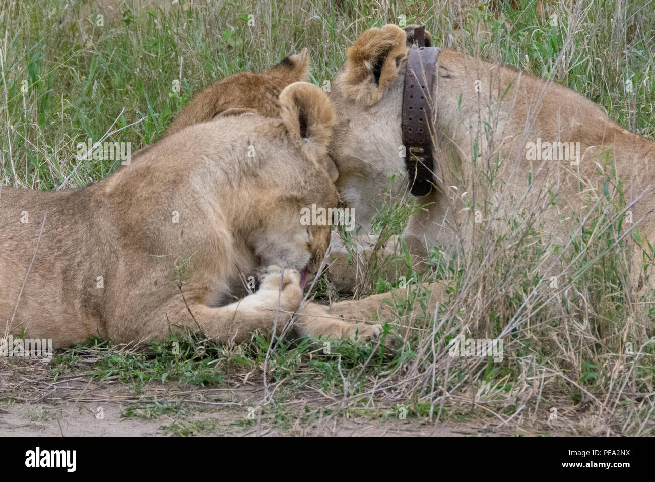 Una leona jugando con su cachorro Foto de stock