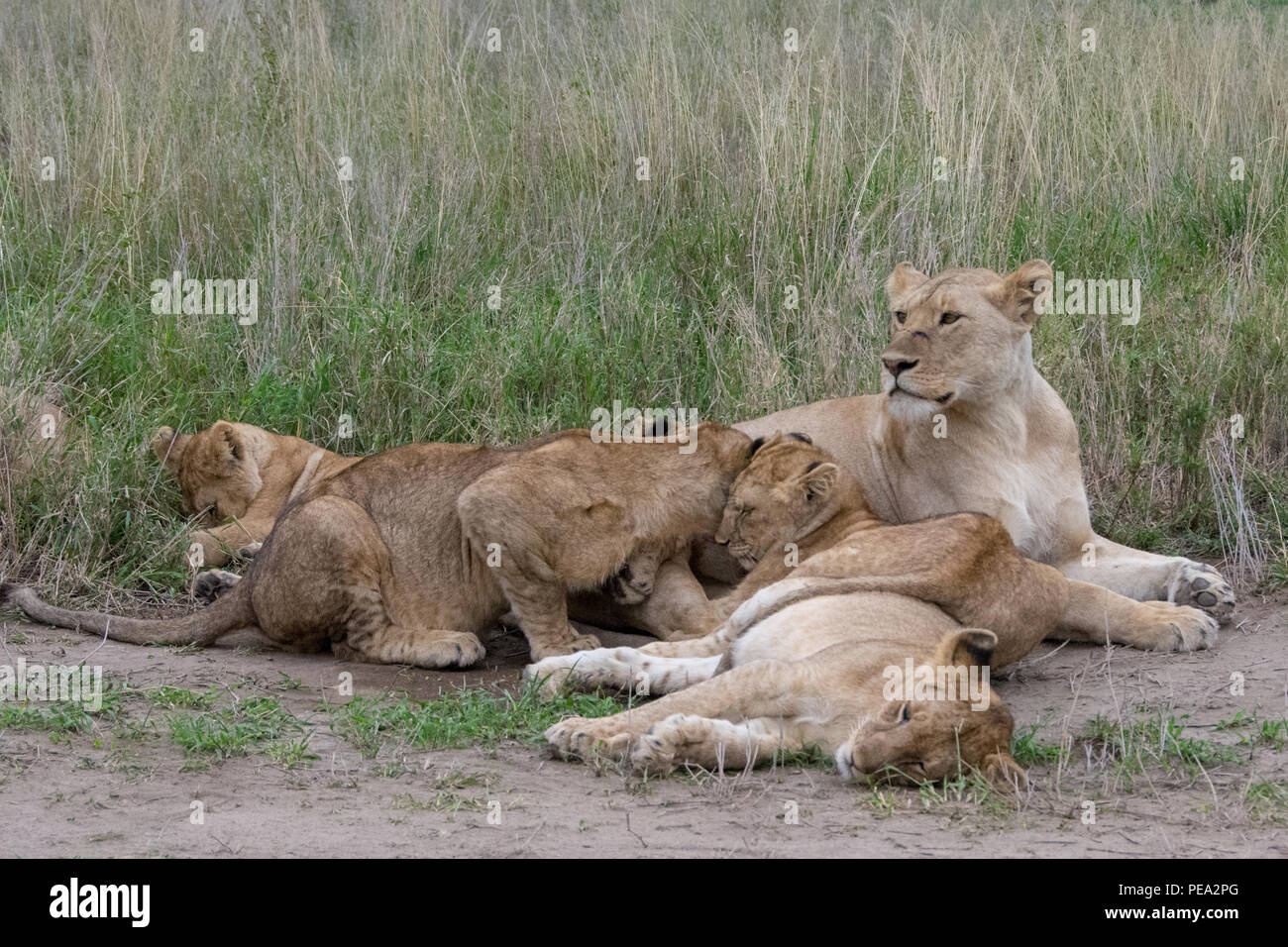 Una leona descansando con los cachorros Foto de stock